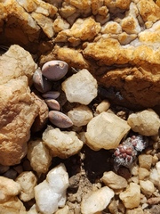 Adromischus umbraticola