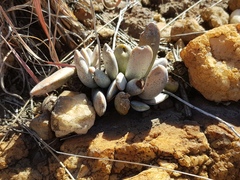 Adromischus umbraticola