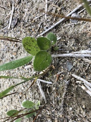 Crotalaria sagittalis