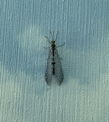 Megistopus flavicornis