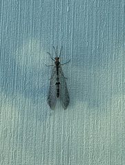 Megistopus flavicornis