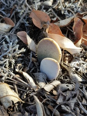 Adromischus umbraticola