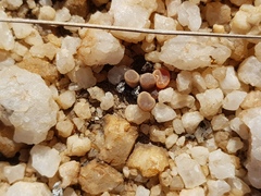 Frithia pulchra