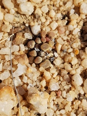 Frithia pulchra