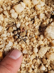 Frithia pulchra