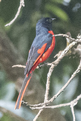 Pericrocotus brevirostris