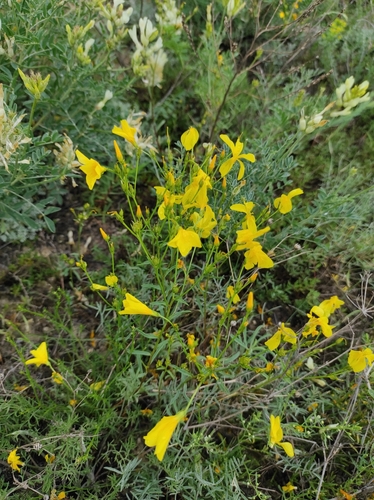 Linum ucranicum (Linum ucranicum)