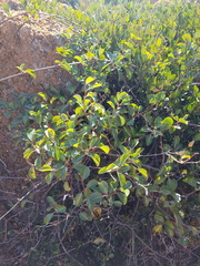 Cryptolepis cryptolepioides