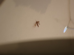 Cameraria ohridella