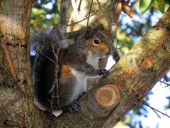 Sciurus carolinensis