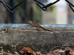 Anolis sagrei