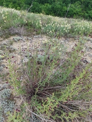 Scrophularia cretacea
