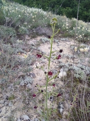 Scrophularia cretacea