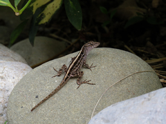 Anolis sagrei
