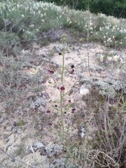 Scrophularia cretacea