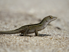 Anolis sagrei