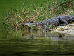Alligator mississippiensis