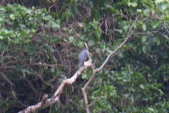 Accipiter albogularis