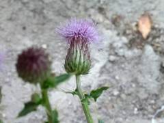Cirsium arvense