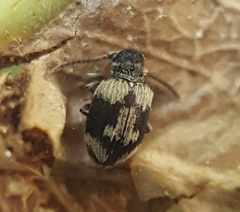 Sulcoptinus