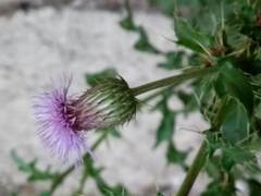 Cirsium arvense