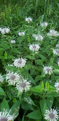 Monarda stipitatoglandulosa