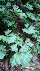 Rodgersia podophylla