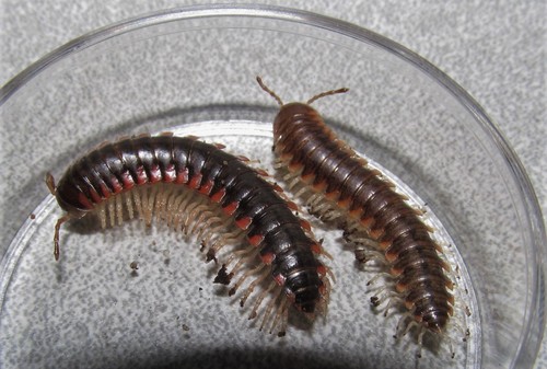 Idaloria profuga