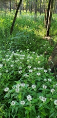 Monarda stipitatoglandulosa