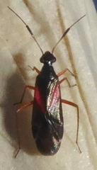 Teleorhinus