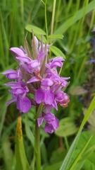 Dactylorhiza praetermissa