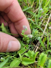Thymus praecox britannicus