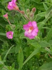 Epilobium hirsutum