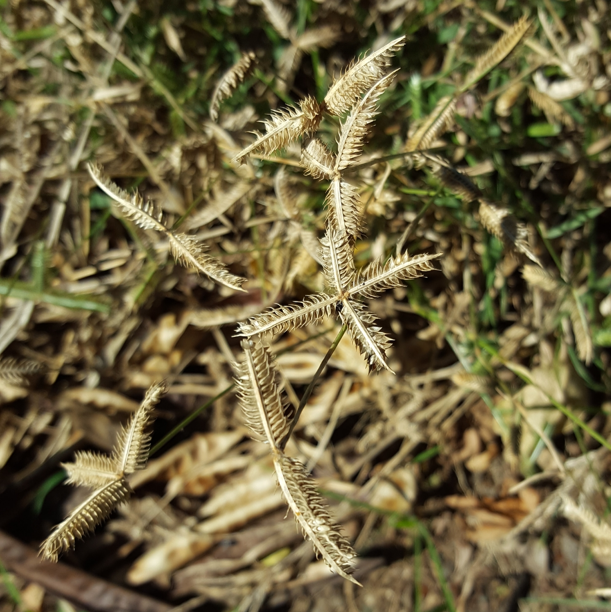 (c) François Rousseu, certains droits réservés (CC BY-NC) https://www.inaturalist.org/observations/84048204