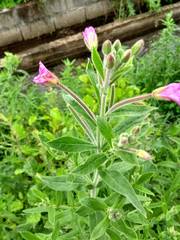 Epilobium hirsutum
