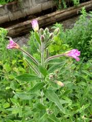 Epilobium hirsutum