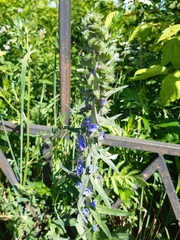 Echium vulgare