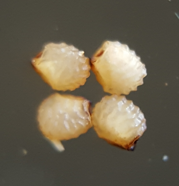 (c) François Rousseu, certains droits réservés (CC BY-NC) https://www.inaturalist.org/observations/84048204