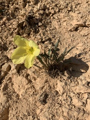 Oenothera howardii