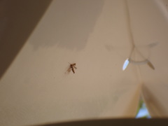 Cameraria ohridella