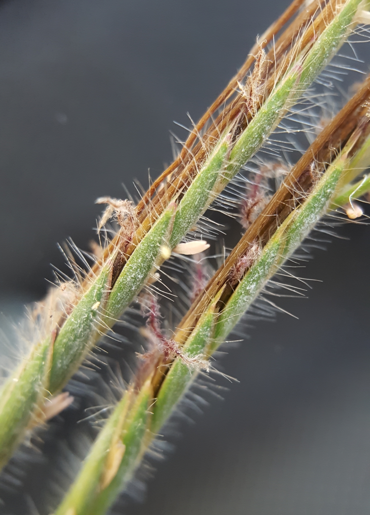 (c) François Rousseu, certains droits réservés (CC BY-NC) https://www.inaturalist.org/observations/84048278