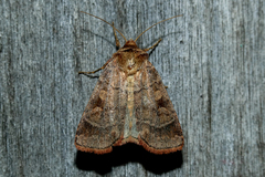Paradiarsia punicea