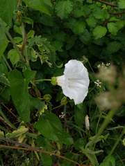 Calystegia sepium
