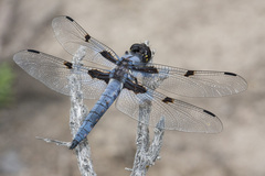 Libellula nodisticta