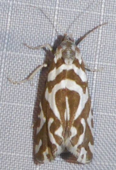 Pelochrista dapsilis