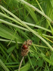 Coccinella septempunctata