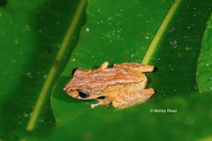 Pristimantis luteolateralis