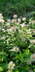 Monarda stipitatoglandulosa