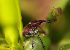 Rhynchites auratus