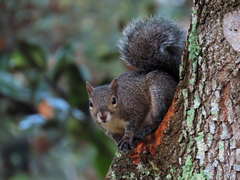 Sciurus carolinensis